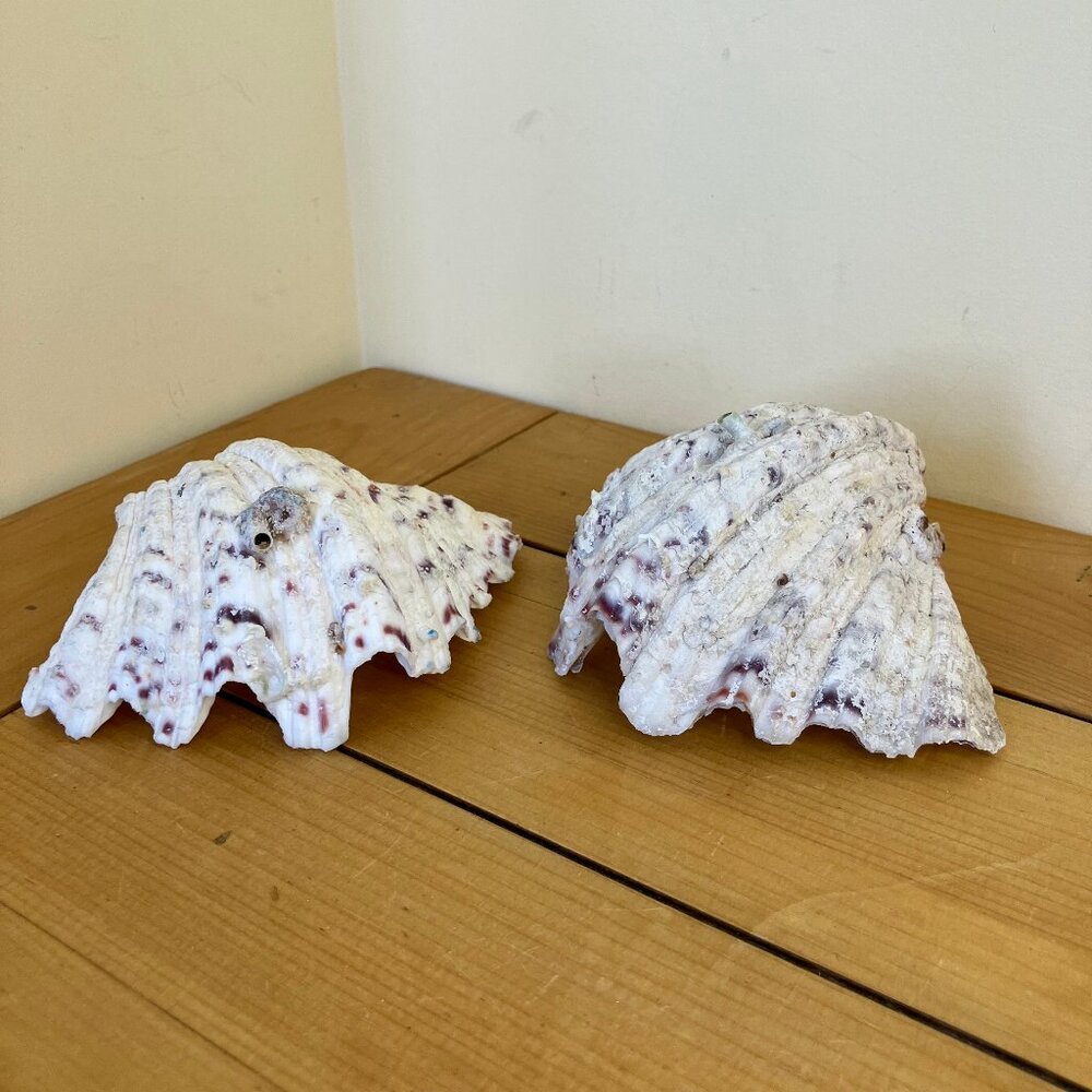 Large Natural Clam Shells Set of 2 Seashells Nautical Coastal Beach Decor 5.5"